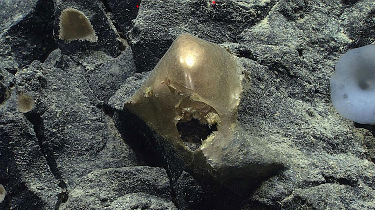 3,300m海底で見つけた金の卵、何が生まれたの？